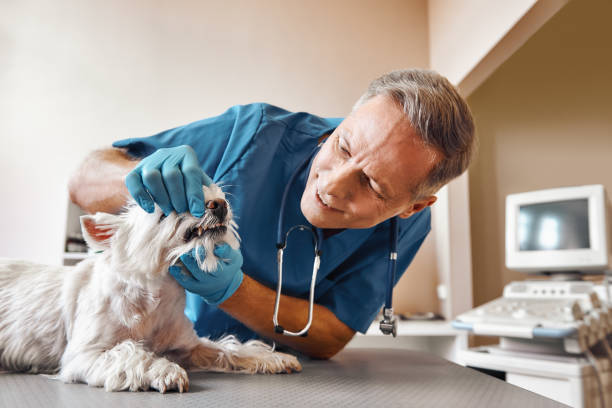Best Emergency Dental Care for Abscessed Tooth in Juarez, TX